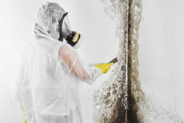 Best Industrial Mold Remediation in Groveland, FL