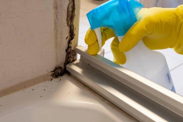 Best Kitchen Mold Remediation in Groveland, FL